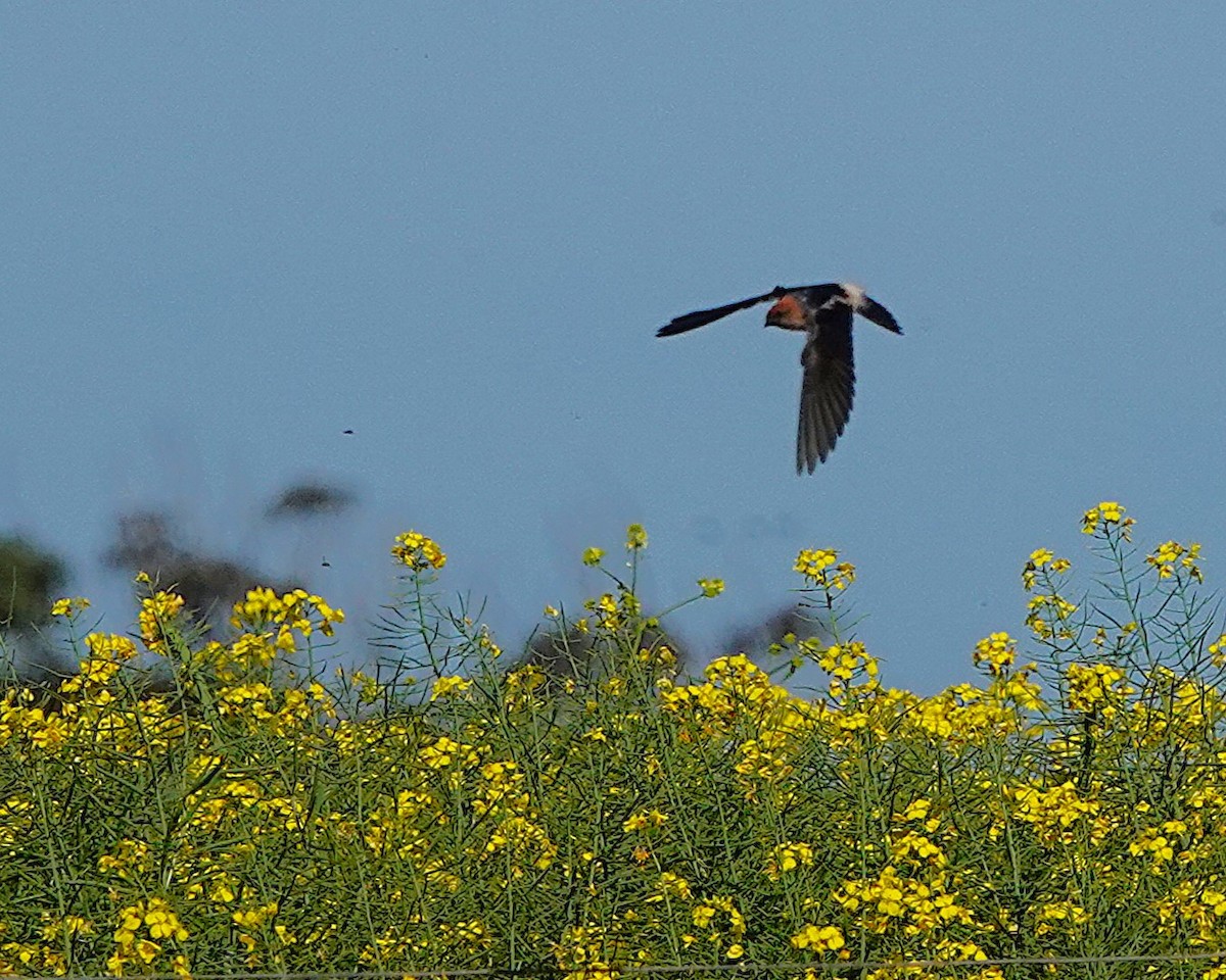 Fairy Martin - ML643643253