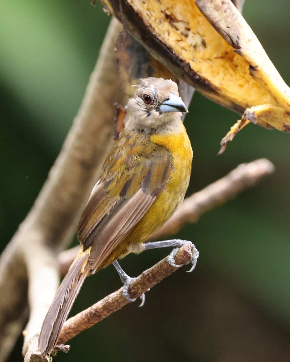 Scarlet-rumped Tanager - ML643643257