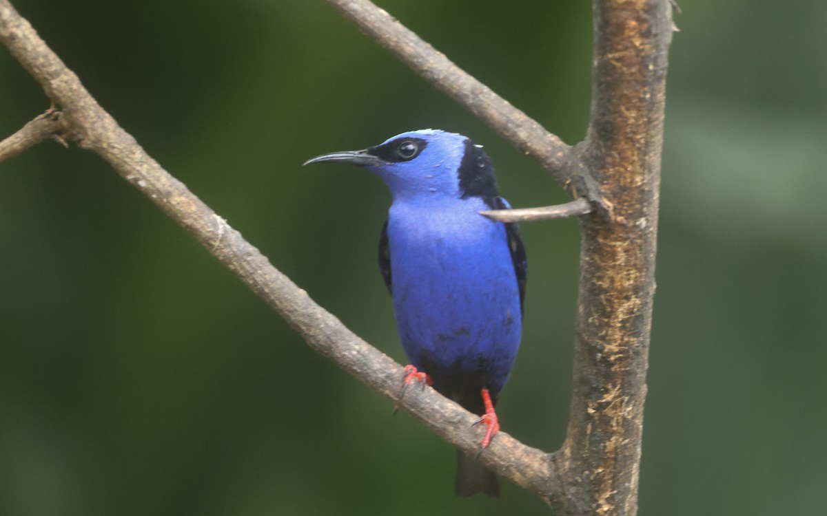 Red-legged Honeycreeper - ML643643261
