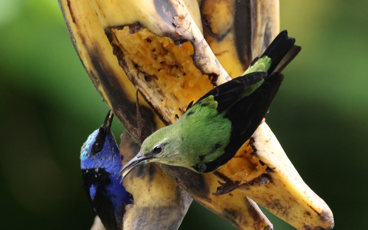 Red-legged Honeycreeper - ML643643262