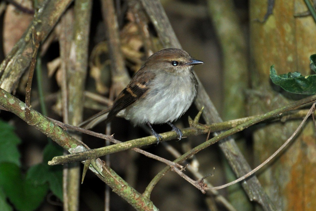 Fuscous Flycatcher - ML643643263