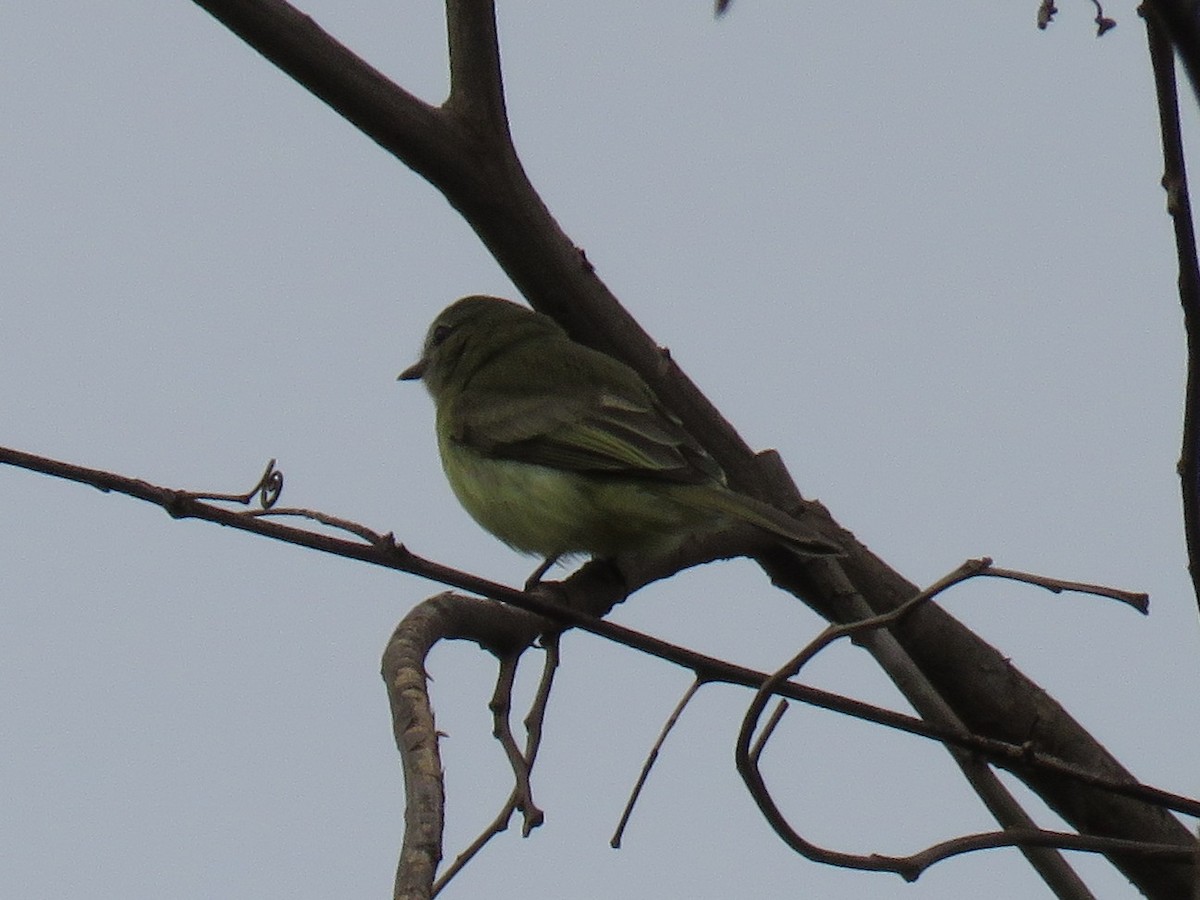 Greenish Elaenia - ML643643310