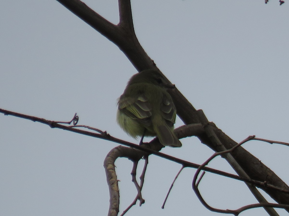 Greenish Elaenia - ML643643311