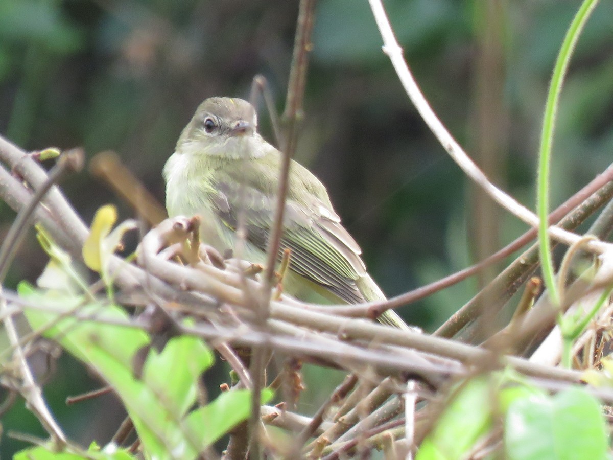Greenish Elaenia - ML643643312