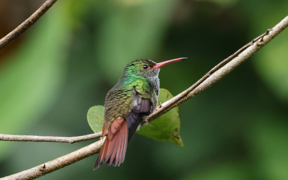 Rufous-tailed Hummingbird - ML643643324