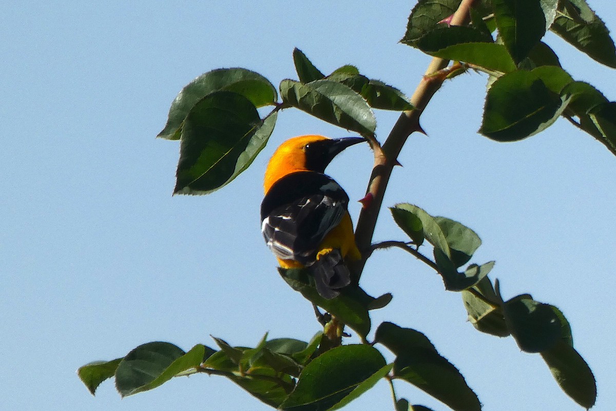 Oriole masqué - ML643643342