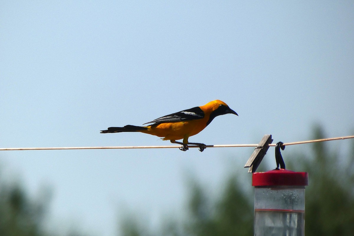 Oriole masqué - ML643643353