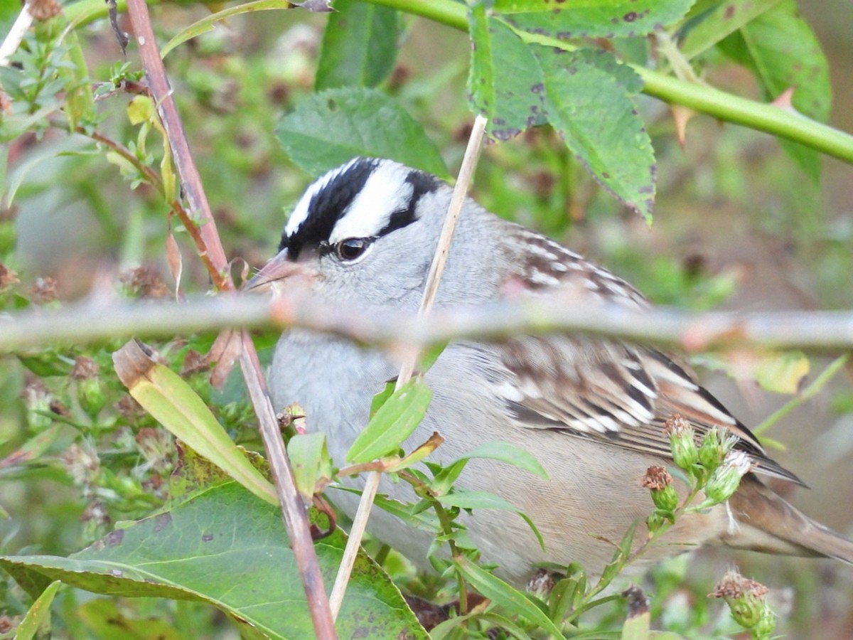 White-crowned Sparrow - ML643643359
