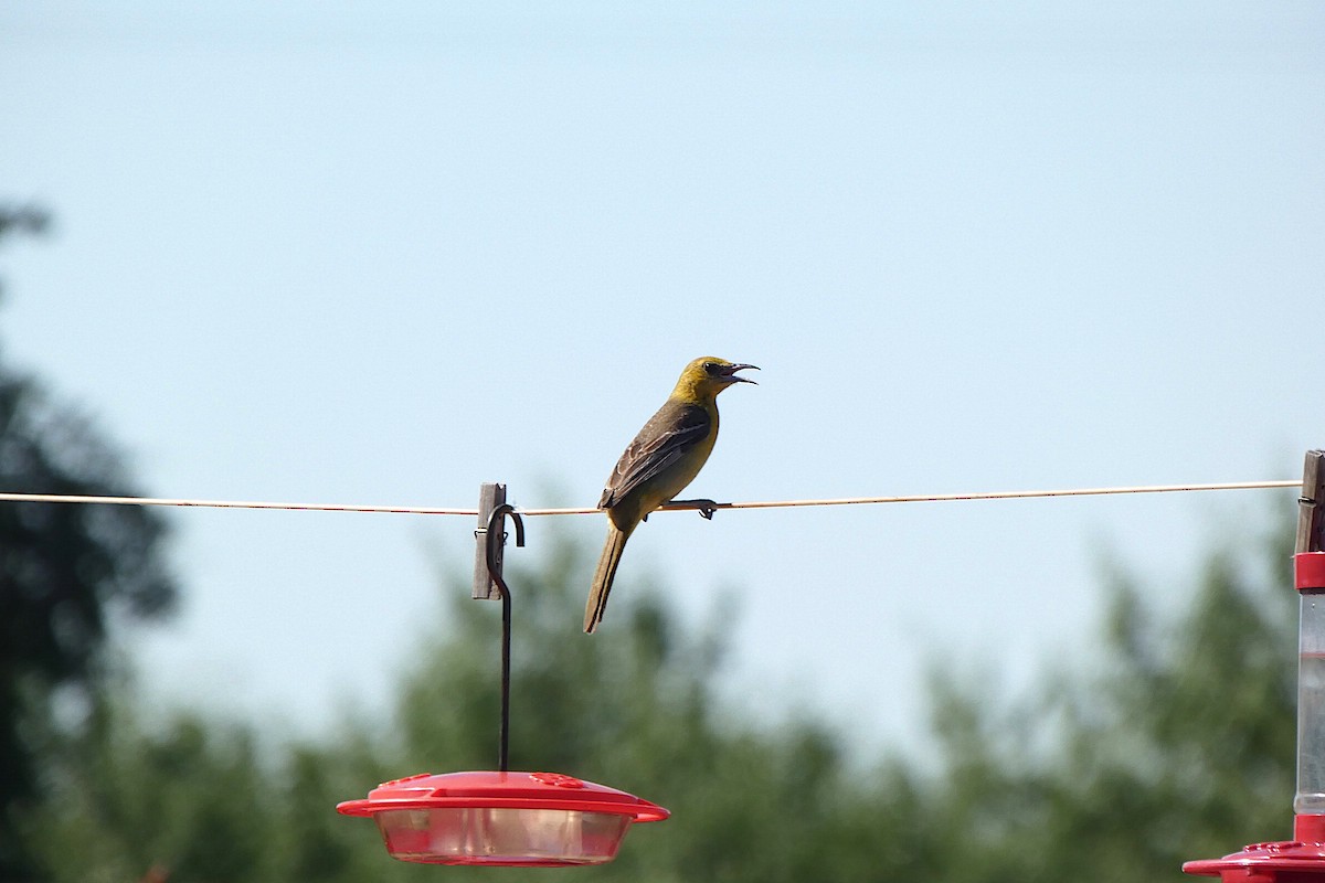 Oriole masqué - ML643643361