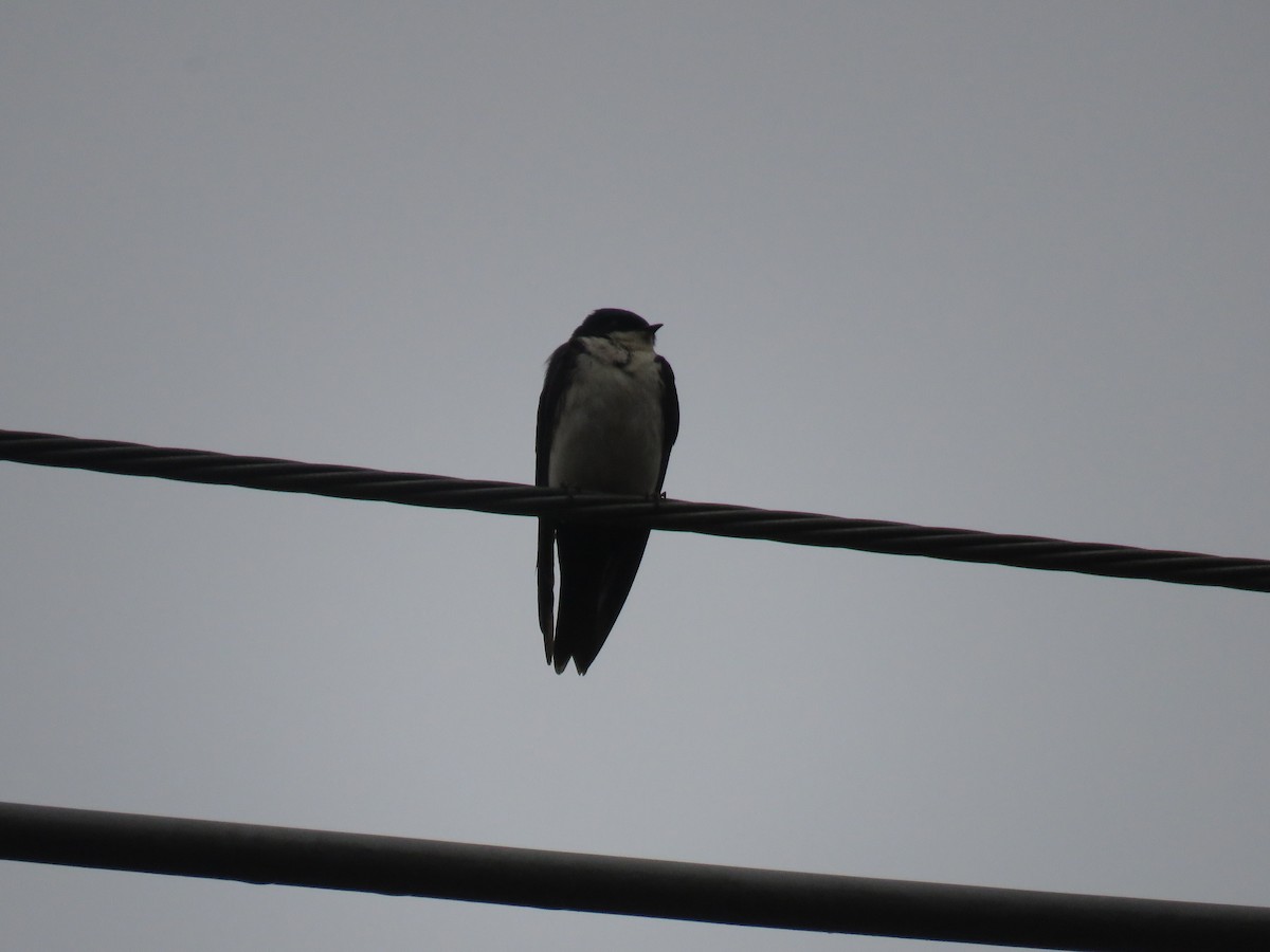 Blue-and-white Swallow - ML643643362