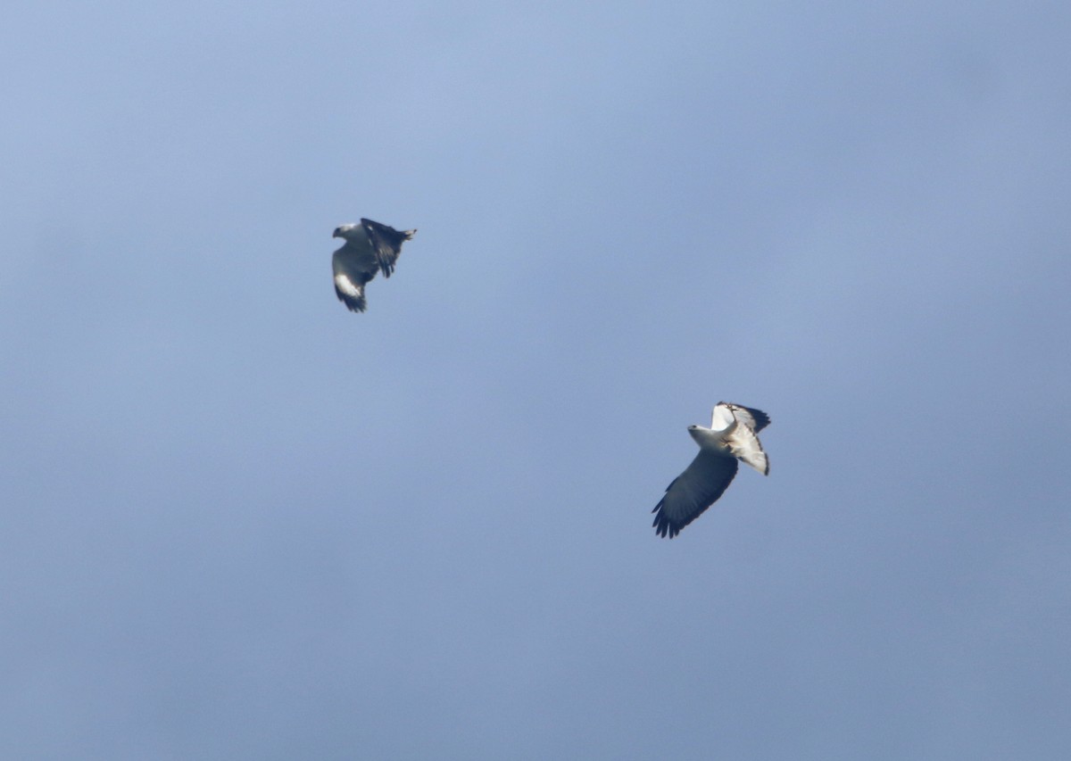 White-necked Hawk - ML643643363