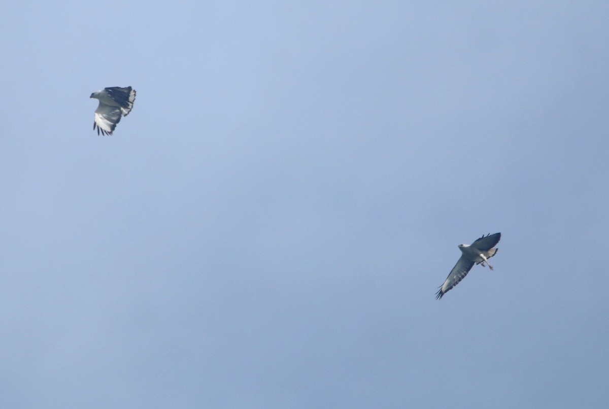 White-necked Hawk - ML643643364