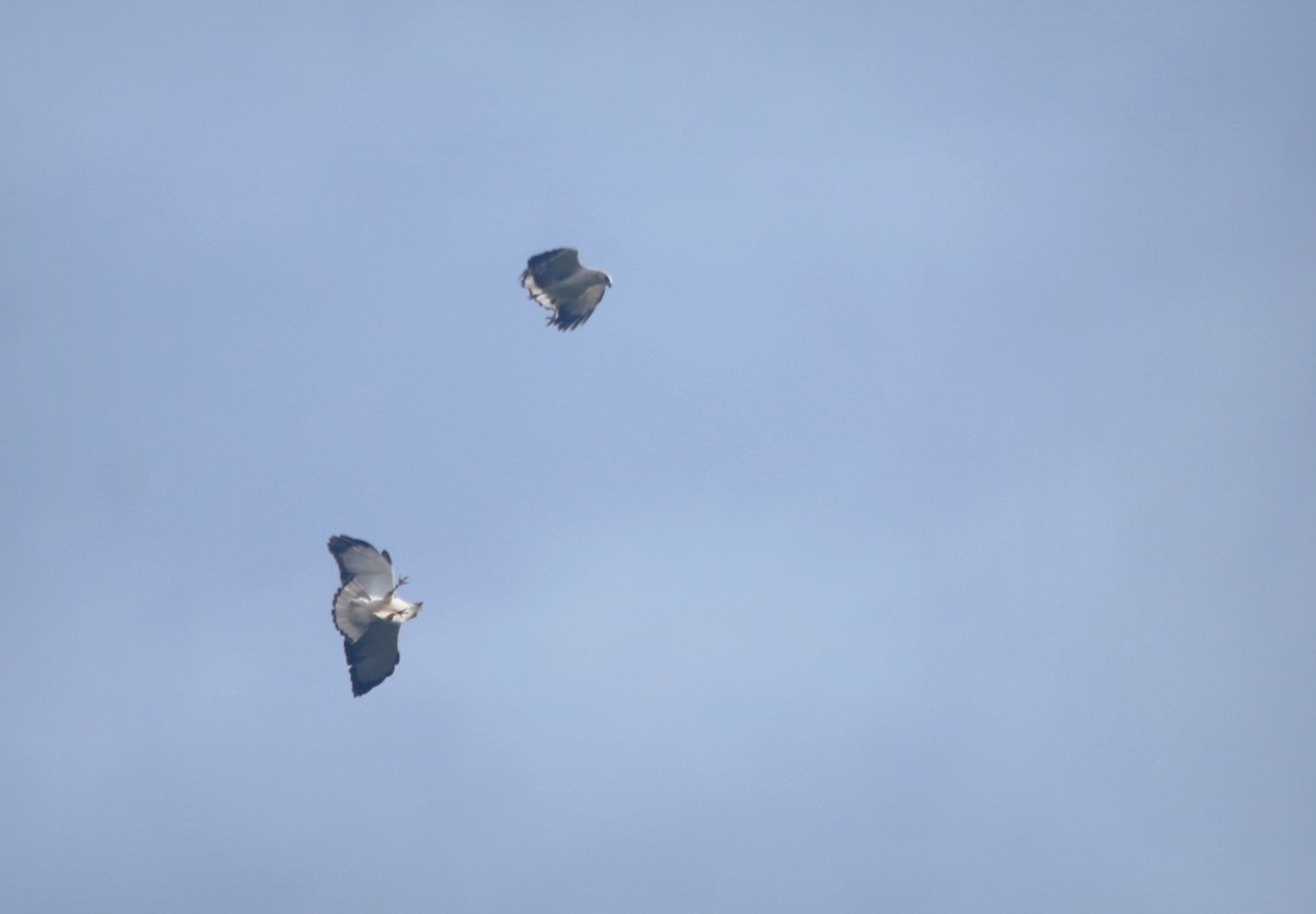 White-necked Hawk - ML643643365