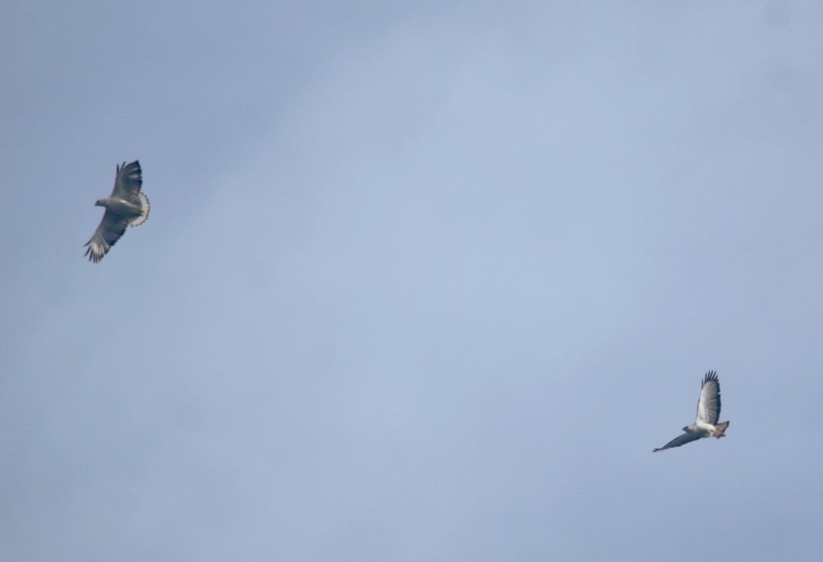 White-necked Hawk - ML643643366