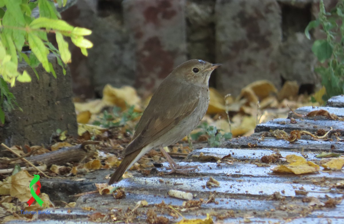 ヤブサヨナキドリ - ML643643382