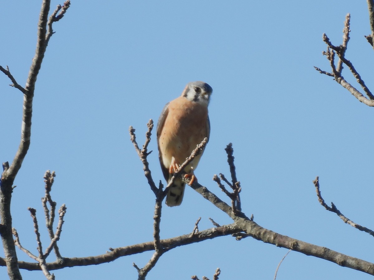 American Kestrel - ML643643387