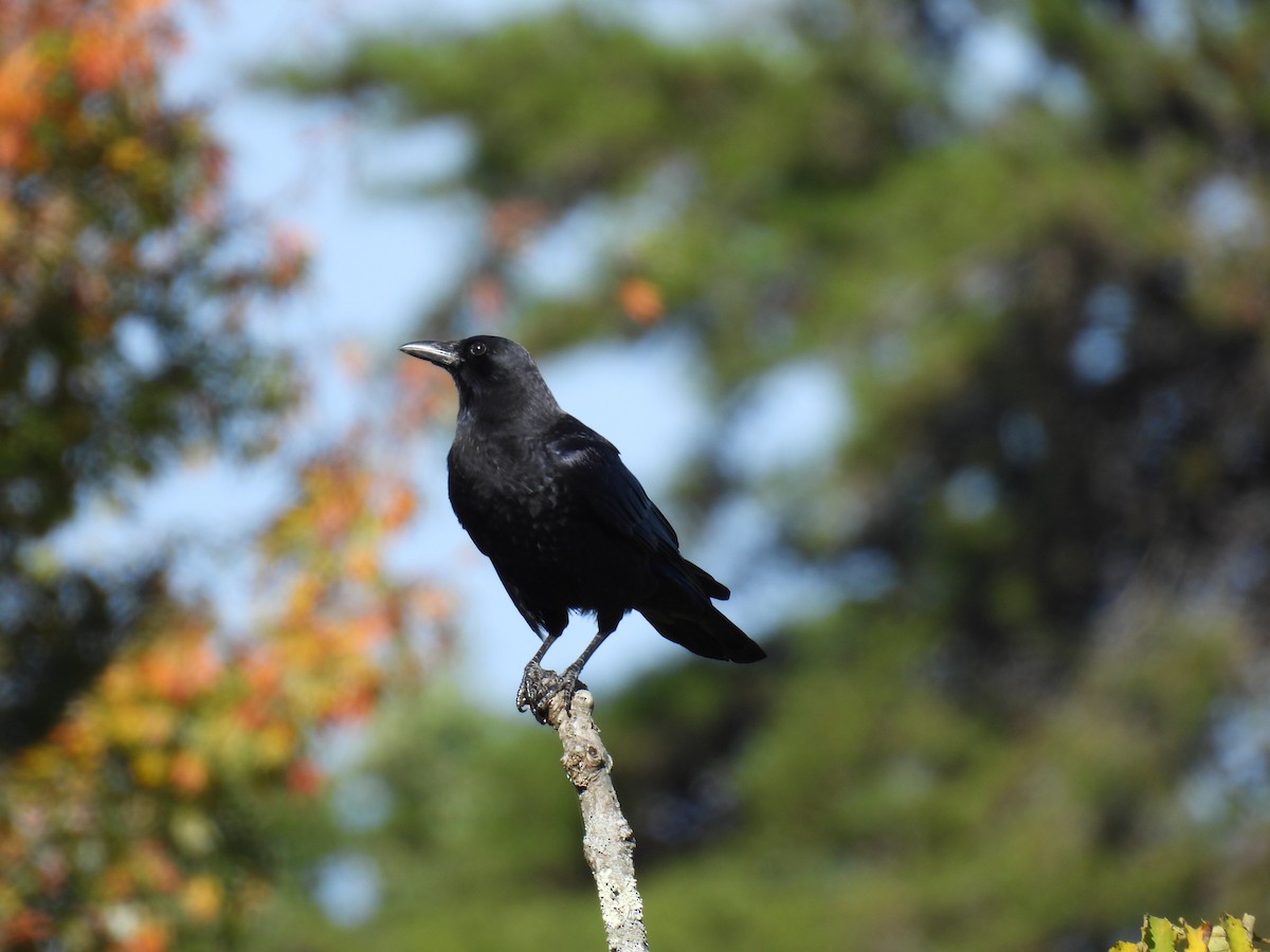 American Crow - ML643643416