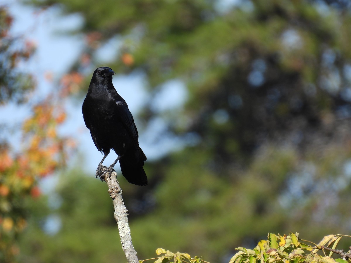American Crow - ML643643417