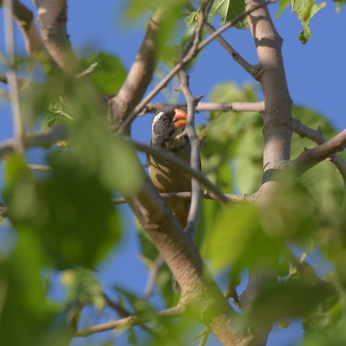 Golden-billed Saltator - ML643643425