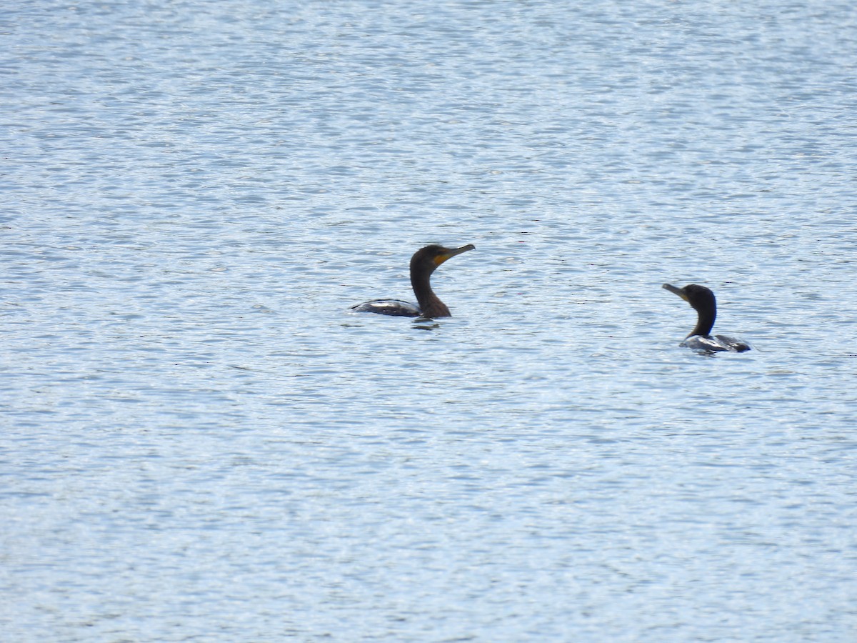 Double-crested Cormorant - ML643643438
