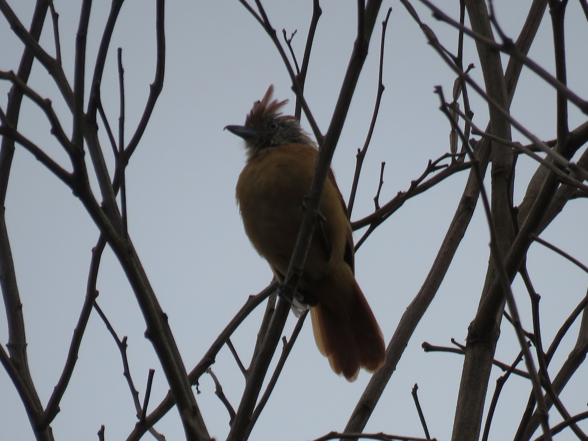 Barred Antshrike - ML643643446