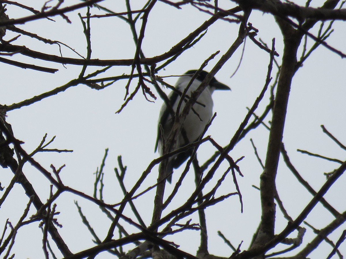 Black-crowned Tityra - ML643643463