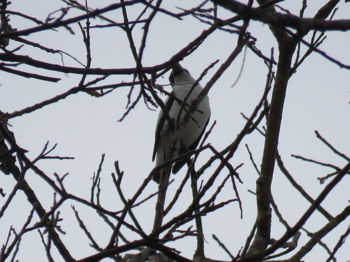 Black-crowned Tityra - ML643643464