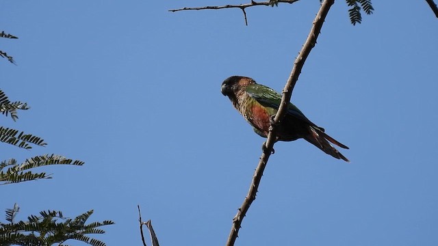 brunhetteparakitt (amazonum) - ML643643465