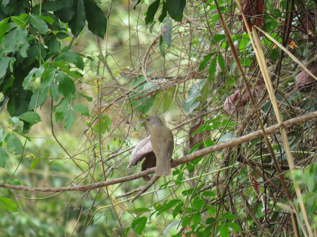 Pale-breasted Thrush - ML643643472