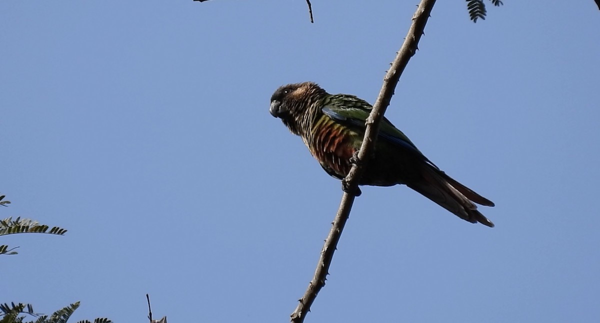 サンタレンウロコインコ（amazonum） - ML643643494