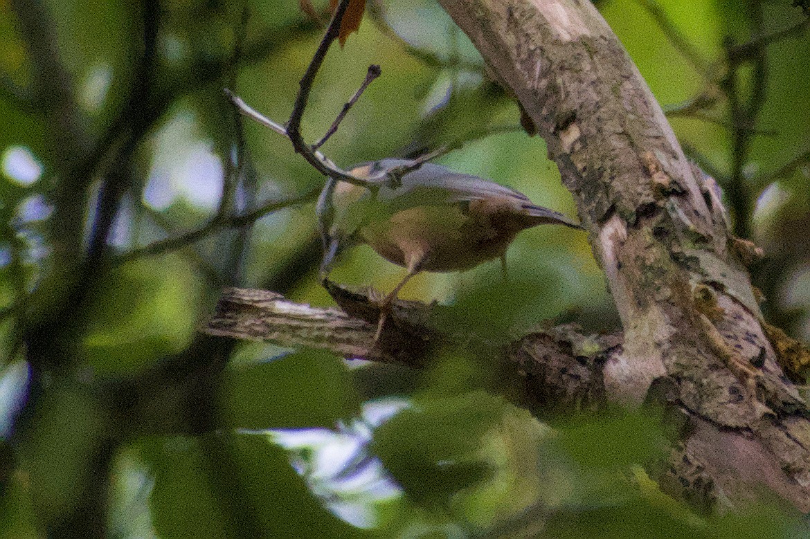 Eurasian Nuthatch - ML643643501