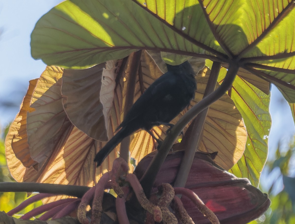ub. spurvefugl (Passeriformes sp.) - ML643643516