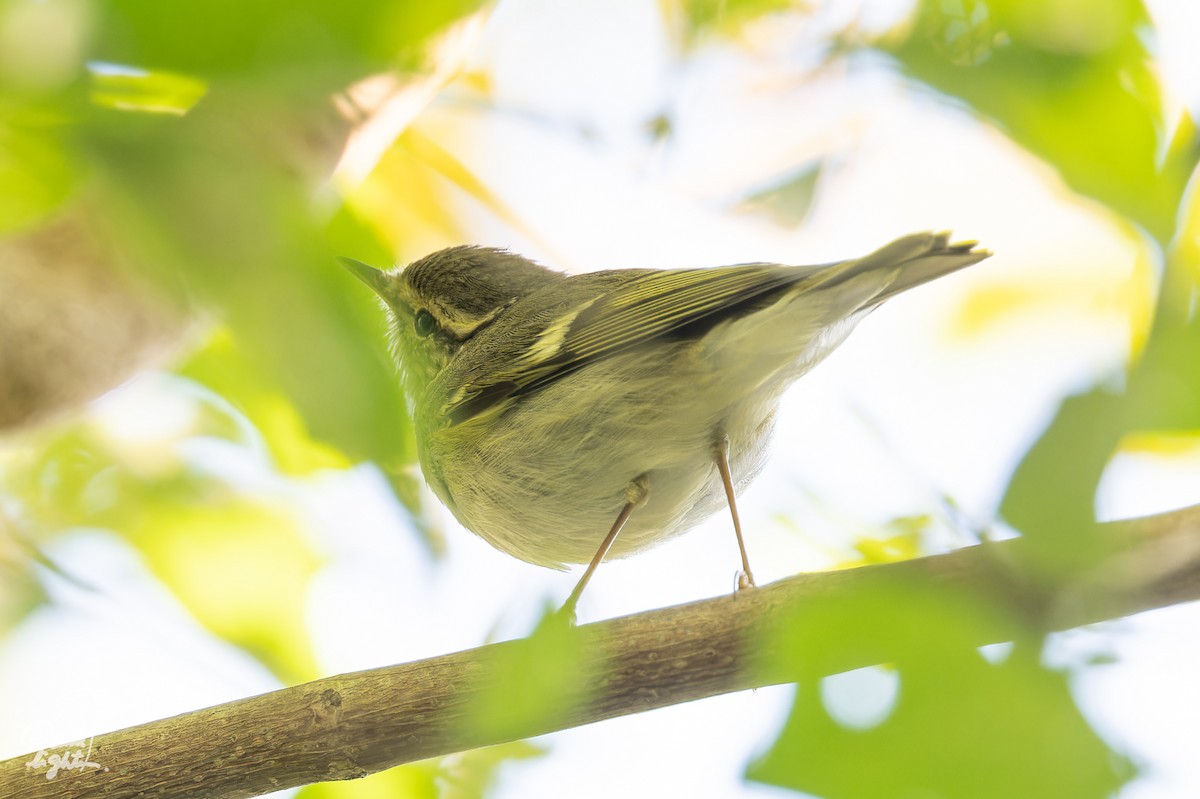 Вівчарик амурський - ML643643528