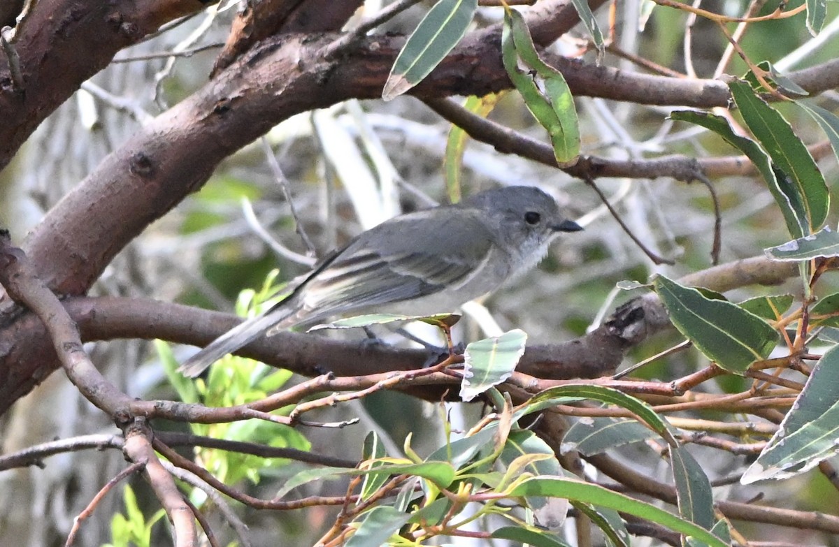 Golden Whistler (Western) - ML643643540