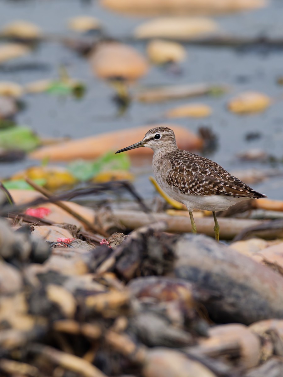 Wood Sandpiper - ML643643544
