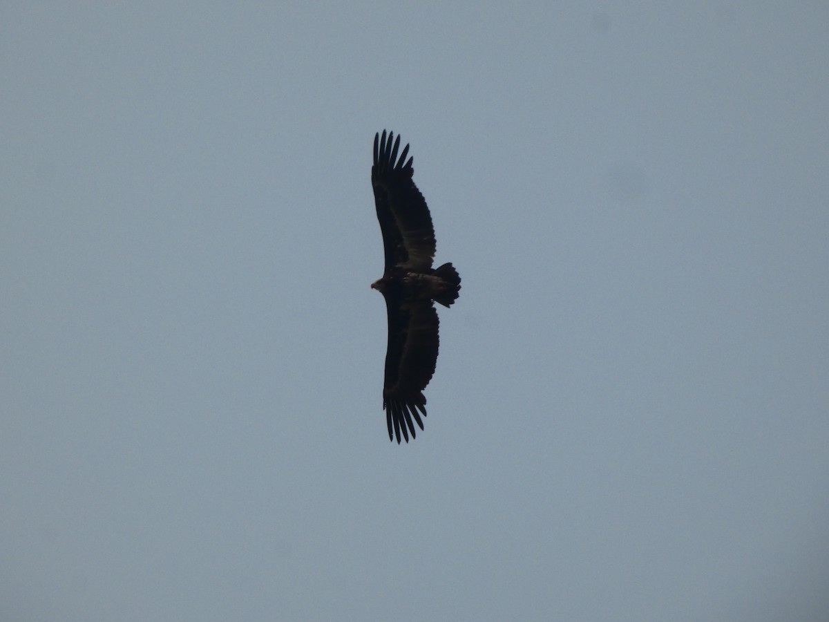 White-headed Vulture - ML643643546