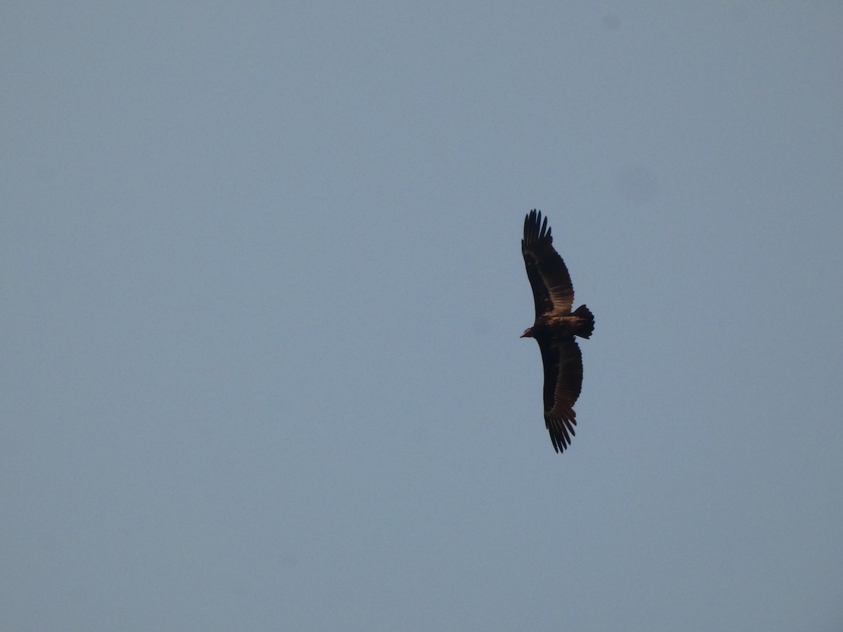 White-headed Vulture - ML643643547