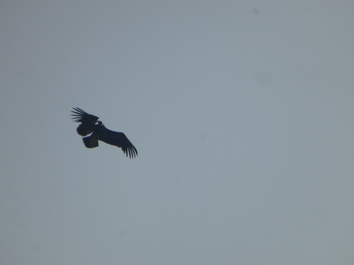 Hooded Vulture - ML643643548