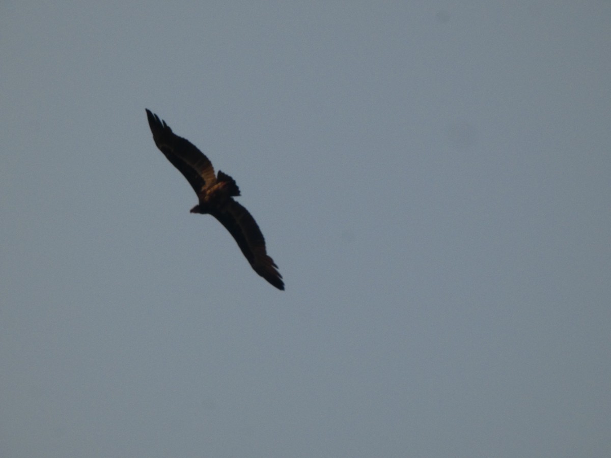 White-headed Vulture - ML643643549