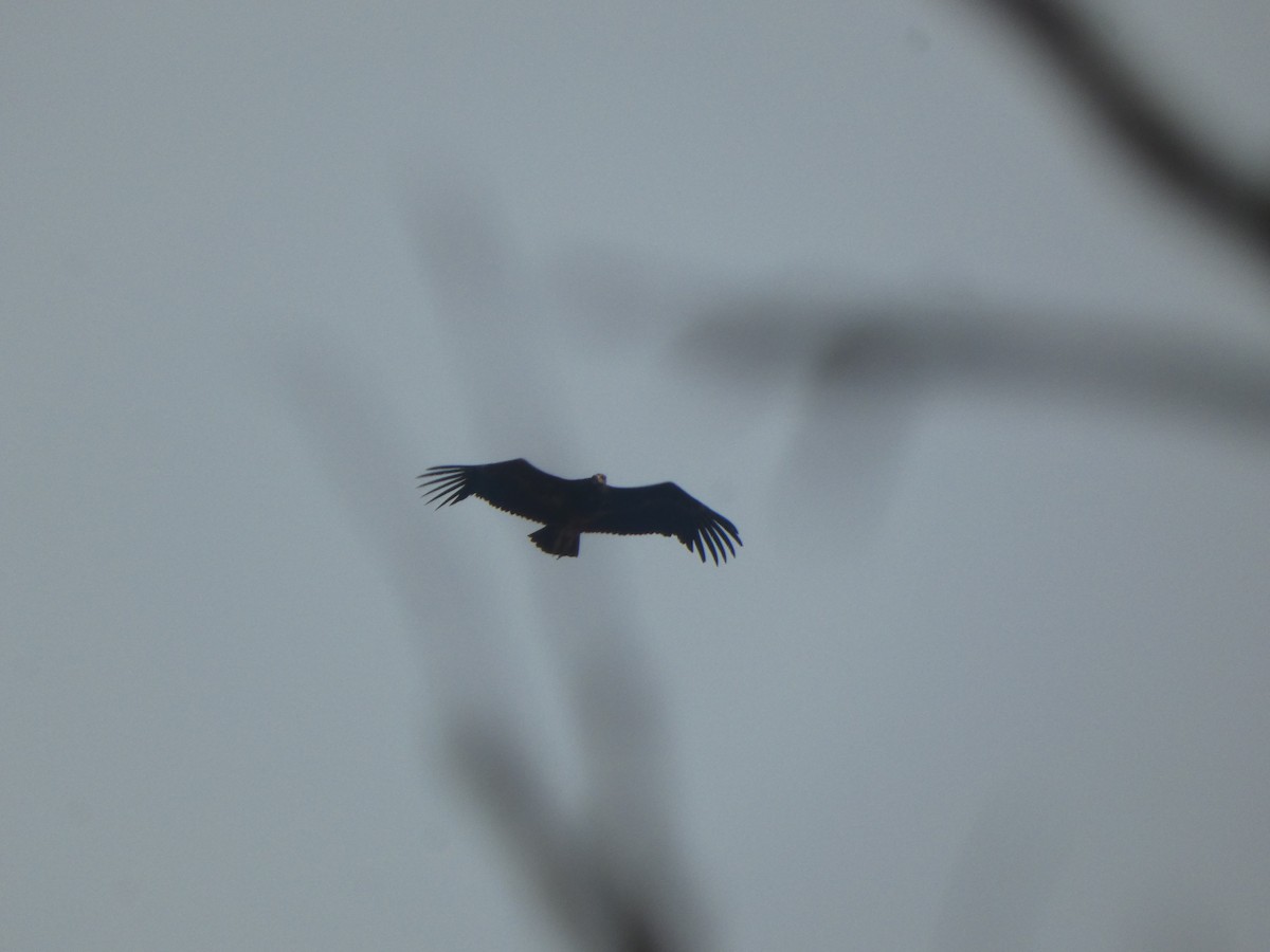 Hooded Vulture - ML643643550