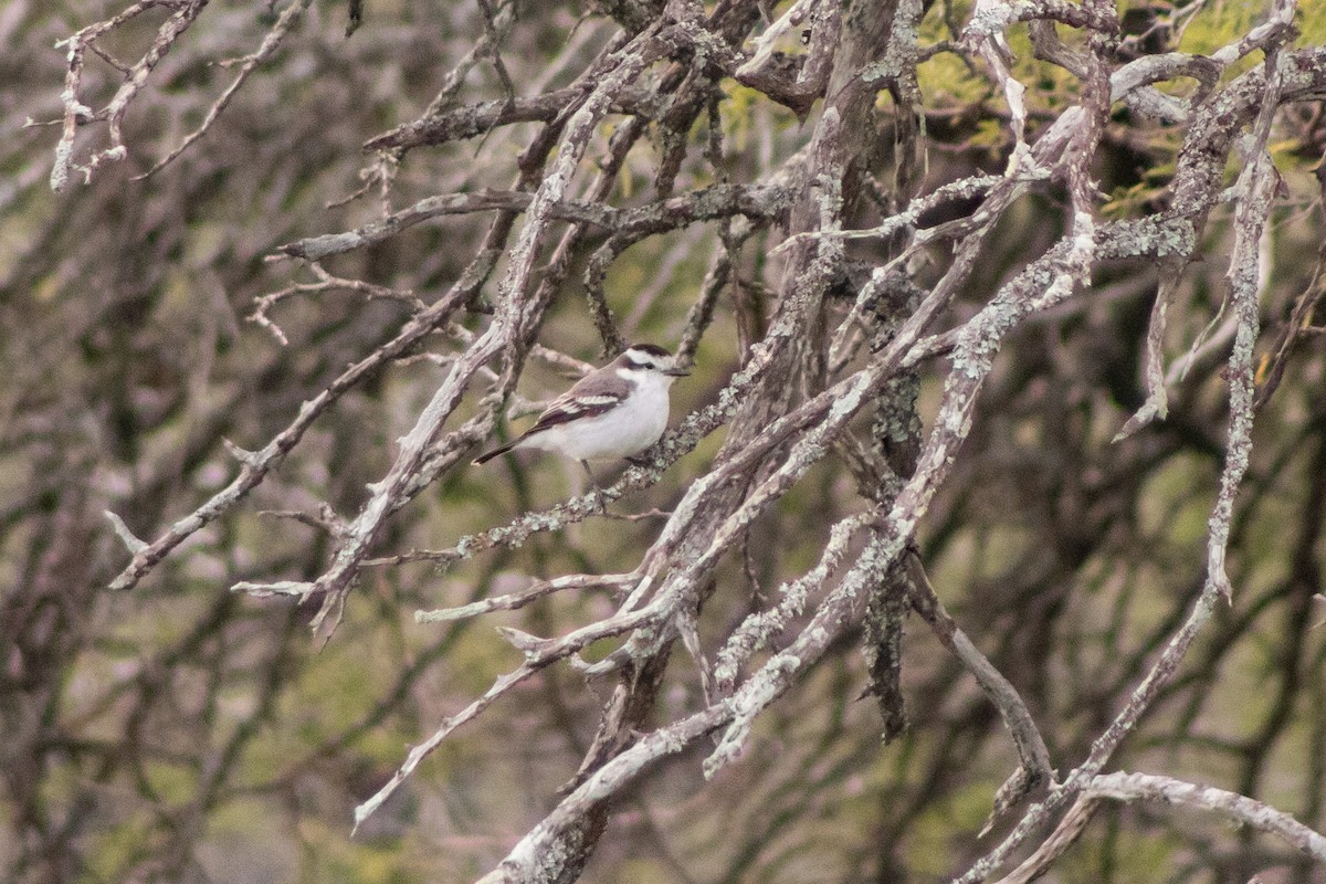 Black-crowned Monjita - ML643643557