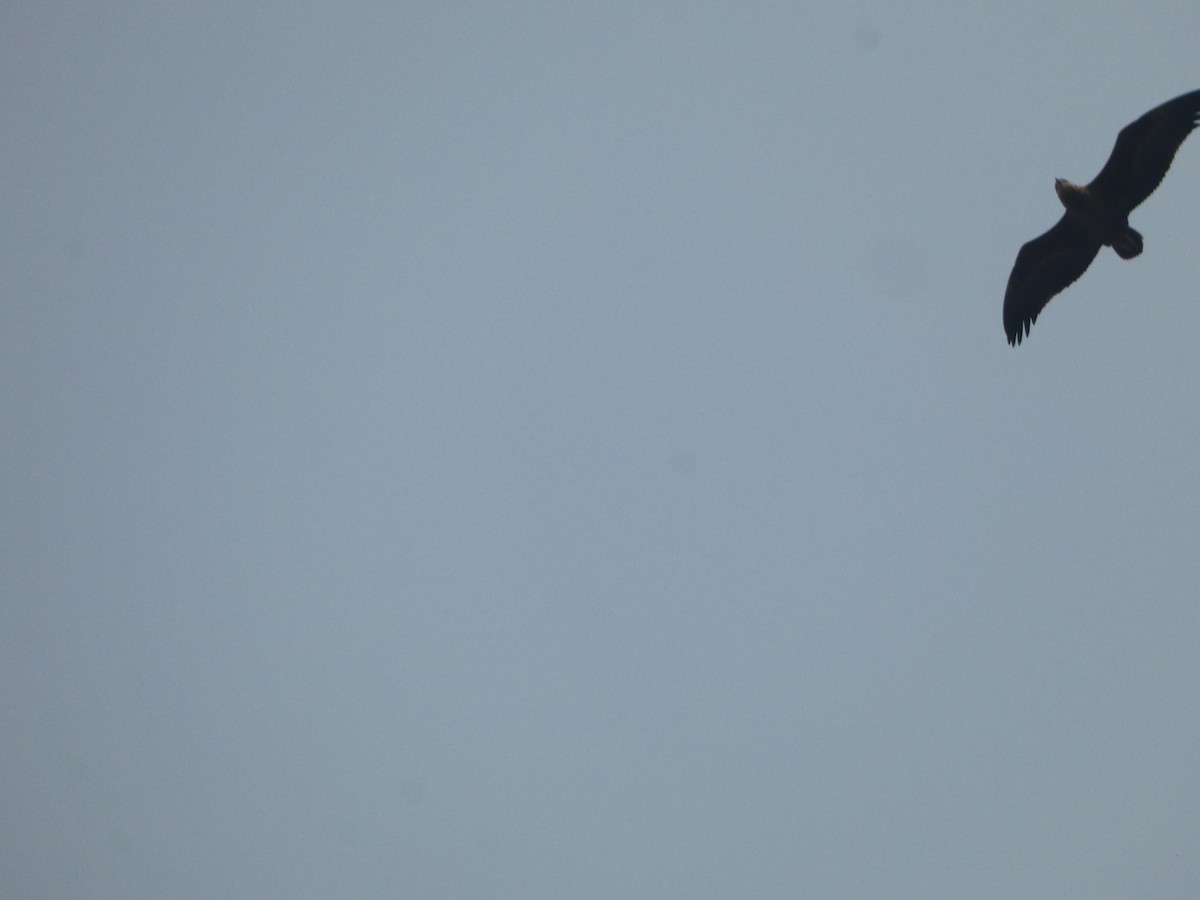 Bateleur - ML643643565