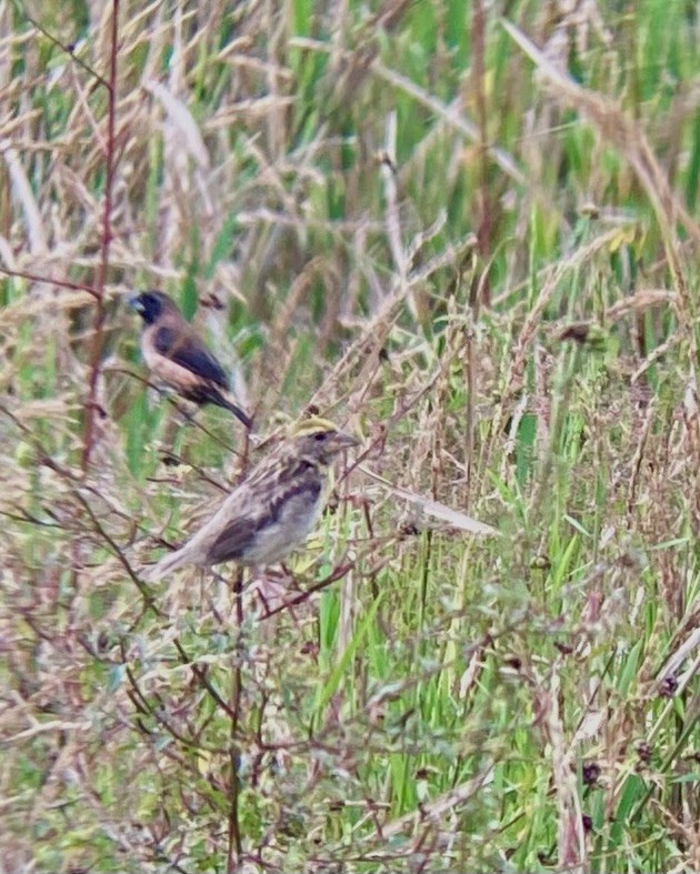 Baya Weaver - ML643643570