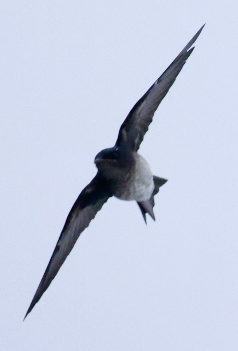Gray-breasted Martin - ML643643582