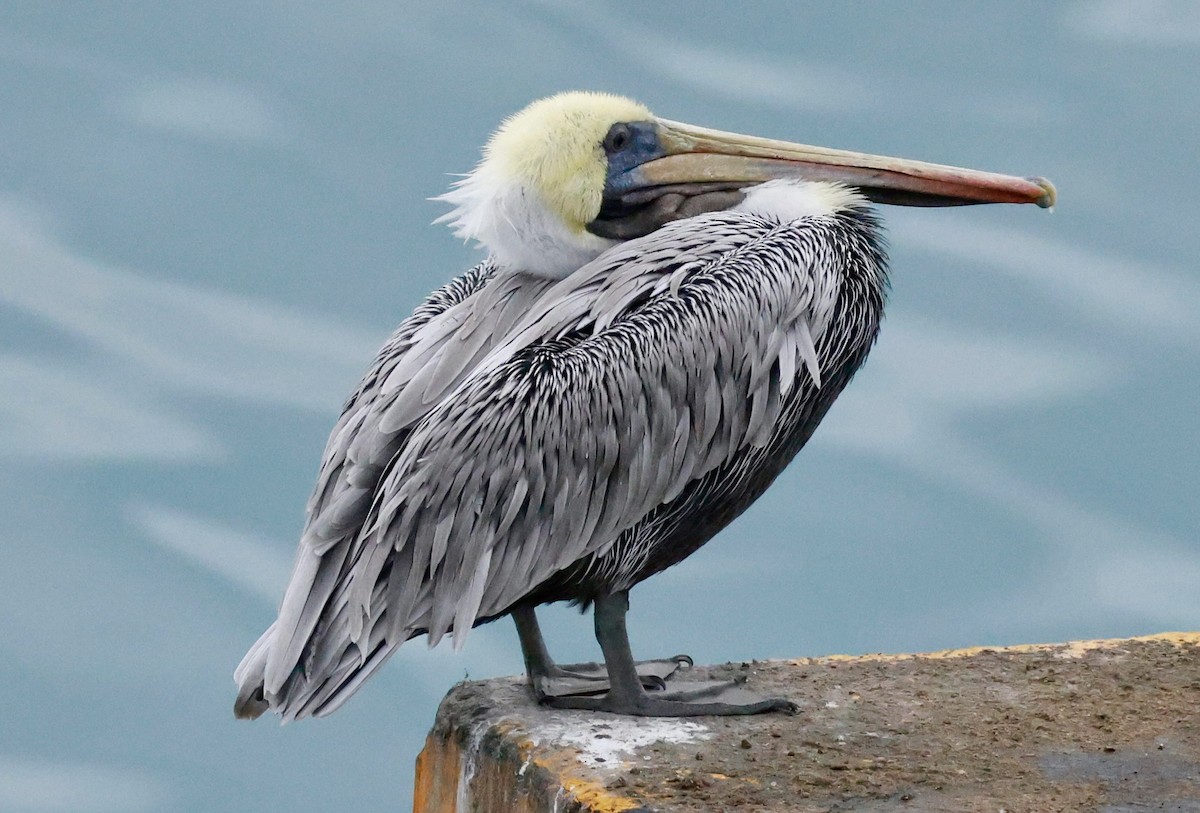 Brown Pelican - ML643643584