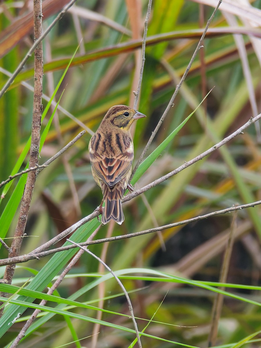 Yellow-breasted Bunting - ML643643585