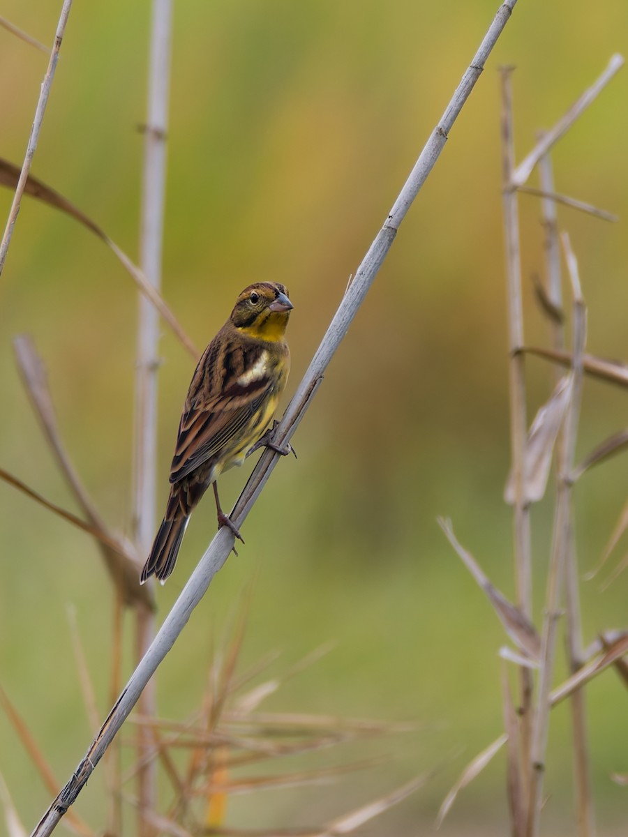 Yellow-breasted Bunting - ML643643586