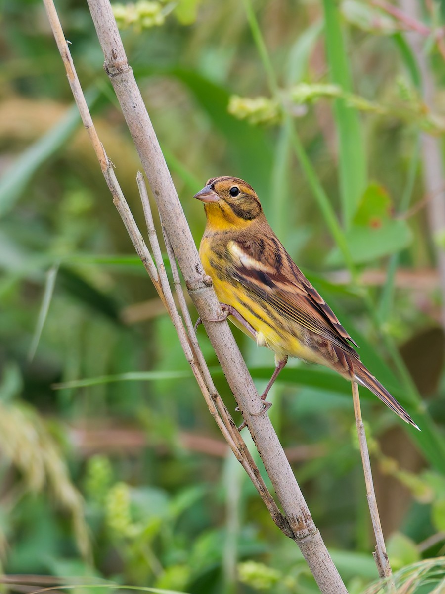 Yellow-breasted Bunting - ML643643587