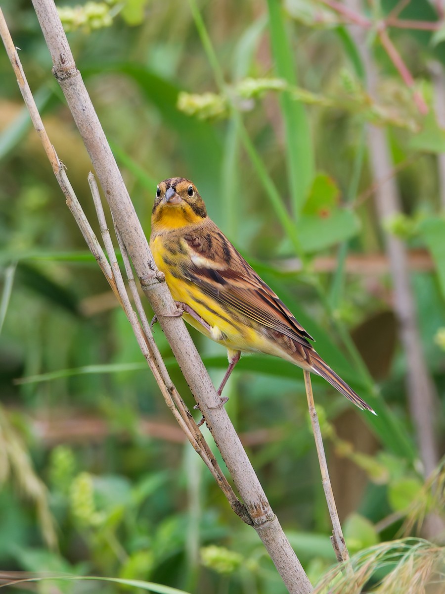 Yellow-breasted Bunting - ML643643588
