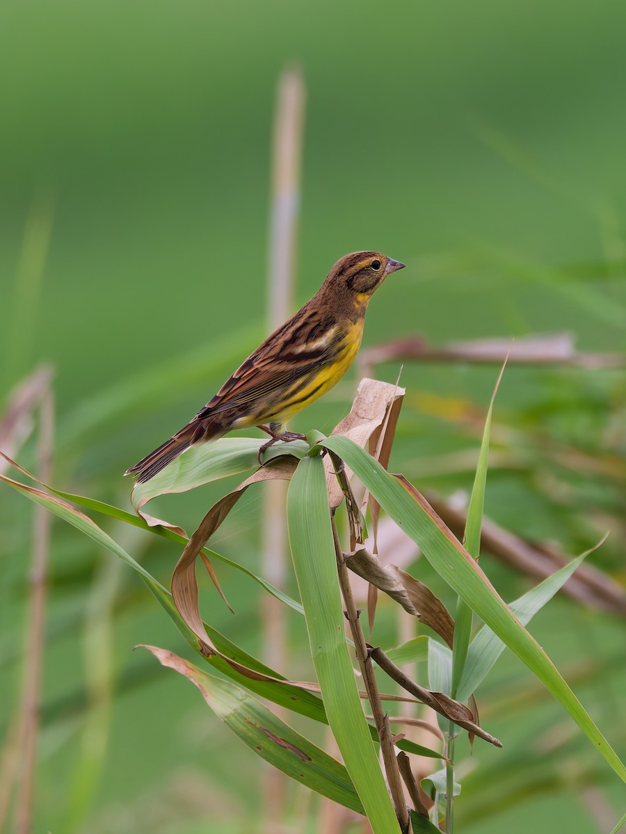 Yellow-breasted Bunting - ML643643589